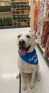 Roofus - Morning Mix Mutt from the Huron County Humane Society