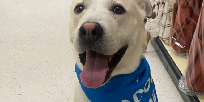Roofus - Morning Mix Mutt from the Huron County Humane Society