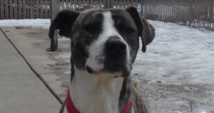 Horizontal image of Turbo, our Morning Mix Mutt