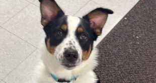 Horizontal image of our Morning Mix Mutt, Petunia